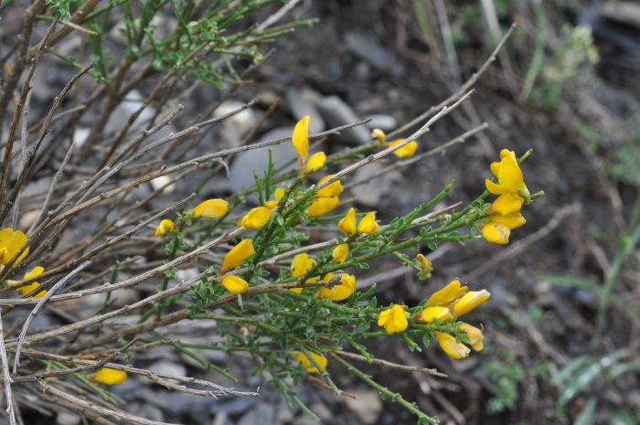 Cytisus scoparius (L.) Link par Françoise Carle