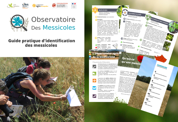 Un nouveau guide d’identification pour l’Observatoire des Messicoles