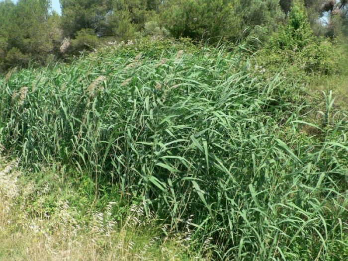 Phragmites australis (Cav.) Trin. ex Steud. par Mathieu Menand