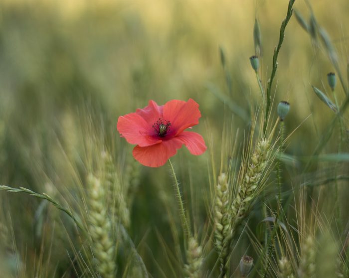 Papaver rhoeas L. par FlorenceAuFilduThym CC BY-SA