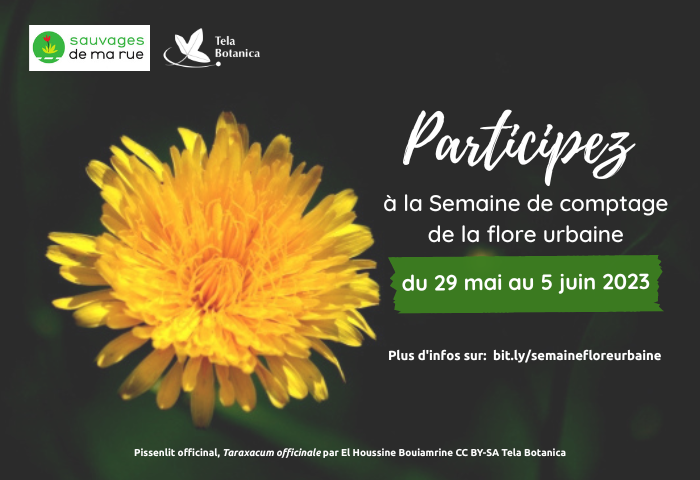 Semaine de comptage de la flore urbaine