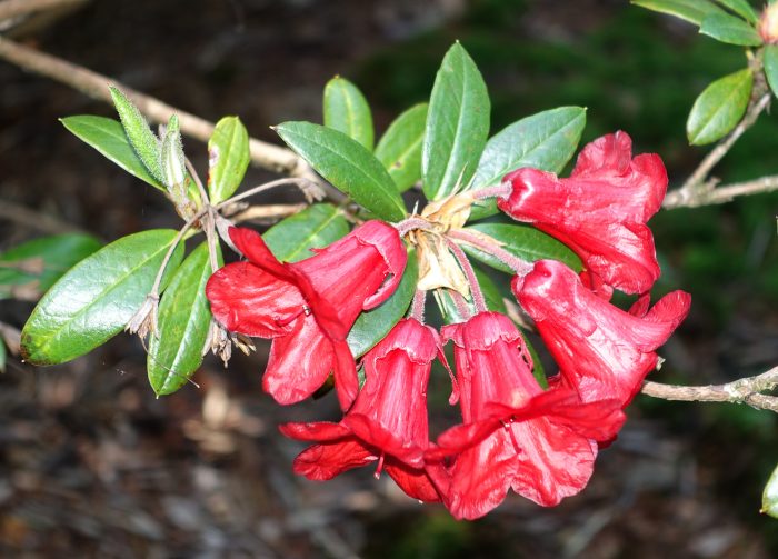 Rhododendron_sanguineum_-_VanDusen_Botanical_Garden_-_Vancouver,_BC_-_DSC06936