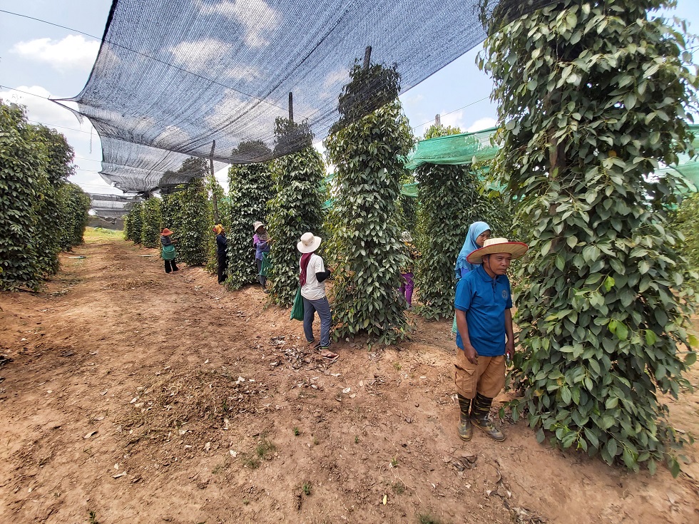 Les plantations de poivre en danger : Pourquoi le poivre de Kampot a failli  disparaître ?