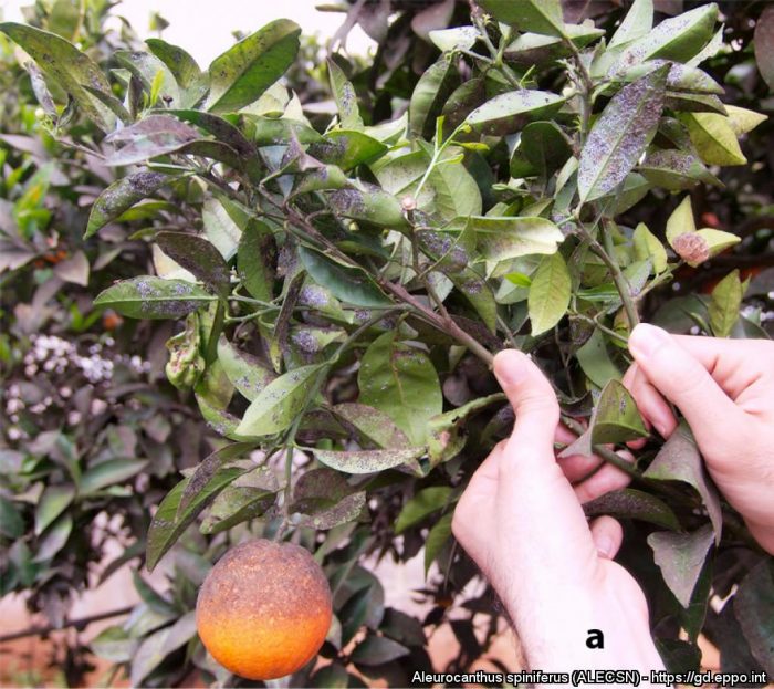 Plant de Citrus aurantium (Bigaradier ) infesté