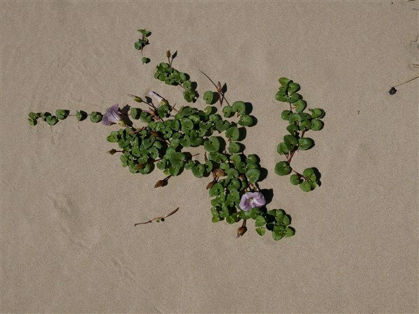 Convolvulus soldanella L. par Genziana CC BY-SA Tela Botanica