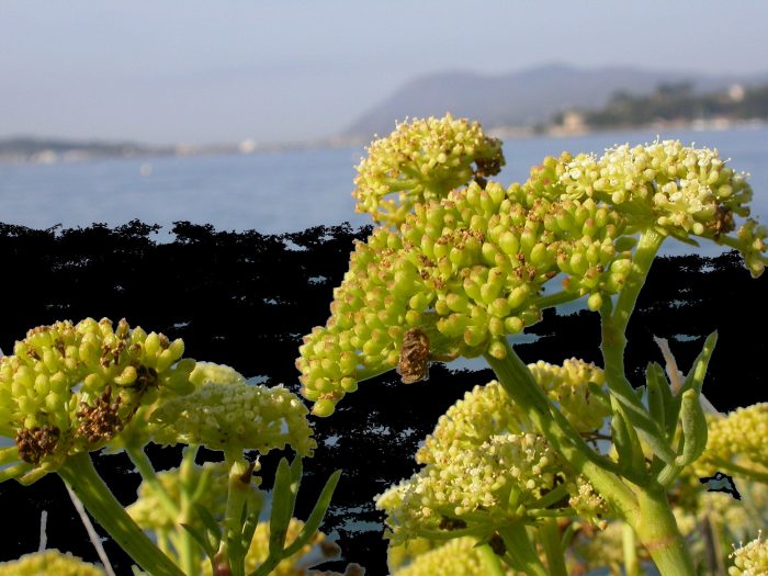 Crithmum maritimum L. [1753] par Michel DÉmares