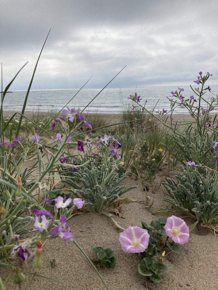 Liseron des dunes par Flora VENDRIN