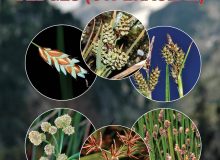 Field guide of Spanish and Portuguese sedges (Cyperaceae)