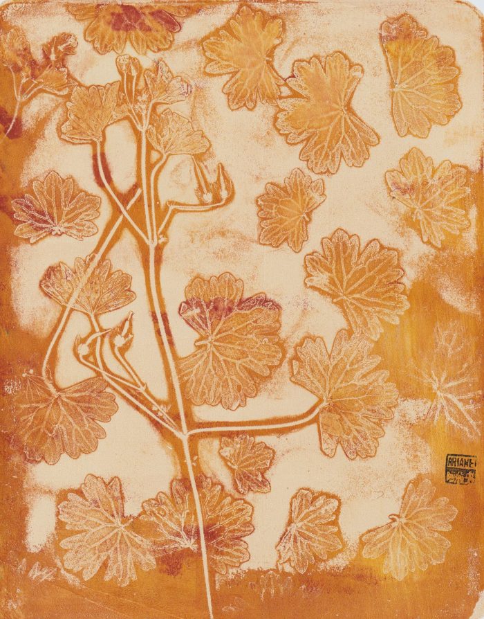 geranium orange 1 2000