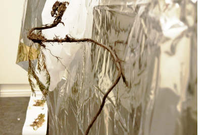 Racine-vue-dans-installation-musee-vasternorrland-Fougeras