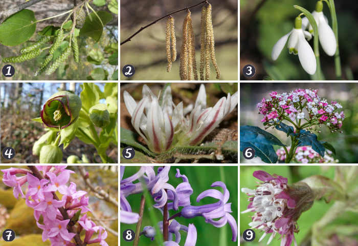 Quiz : qui sont ces plantes qui fleurissent en hiver ?