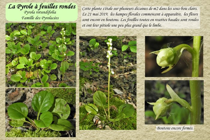 Pyrole-a-flles-rondes_1