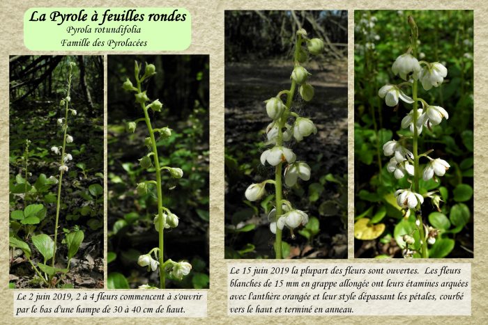 Pyrole-a-flles-rondes_2