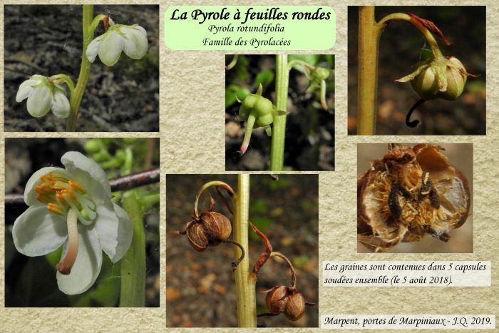 Pyrole-a-flles-rondes_3