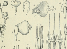 Gravure de Afrothismia pachyantha Schltr., reconnu éteinte depuis 2019, mais l'évaluation de l'UICN reste à être mise à jour, wikicommons, CC-BY 4.0