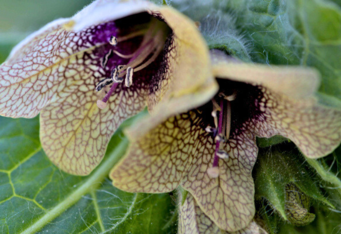 Jusquiame noire (<i>Hyoscyamus niger L.</i>), photo par Jean Paul Saint Marc
