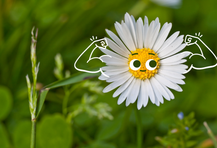 Super Pâquerette (Bellis perennis L.), photo par Helge Busch-Paulick, CC-BY-SA