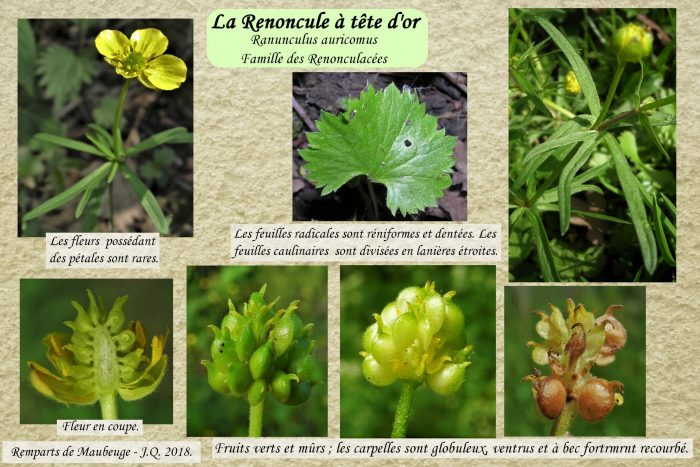 Renoncule-a-tete-dor_2-scaled