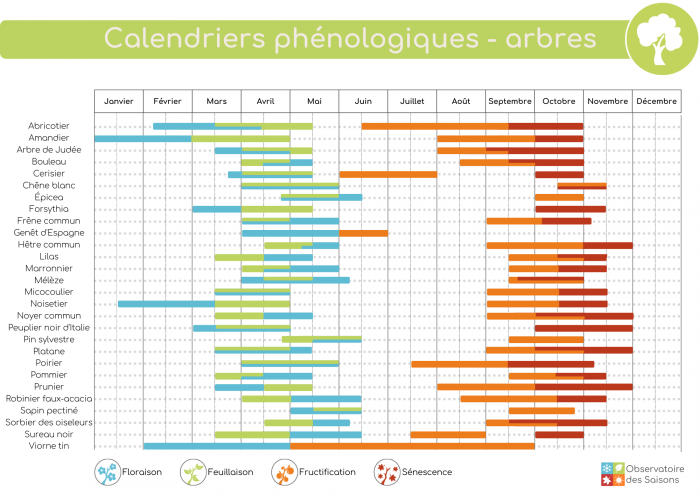 Observez la phénologie des plantes avec l’arrivée du printemps