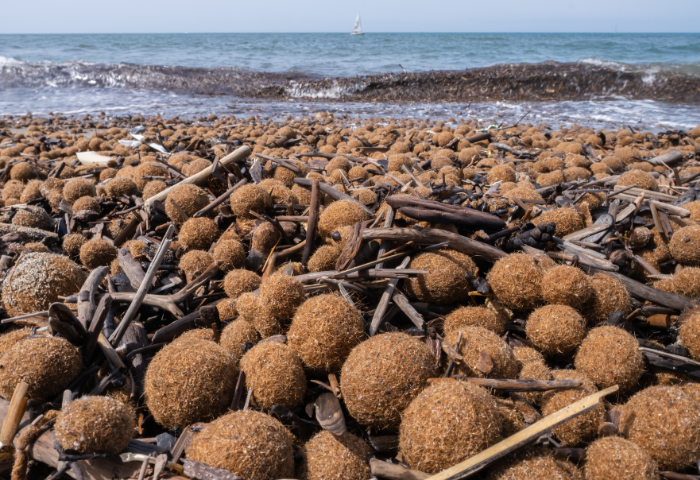 Un égagropile, ou pelote de mer issus de restes de posidonie (Posidonia oceanica (L.) Delile, Canva CC-BY-SA