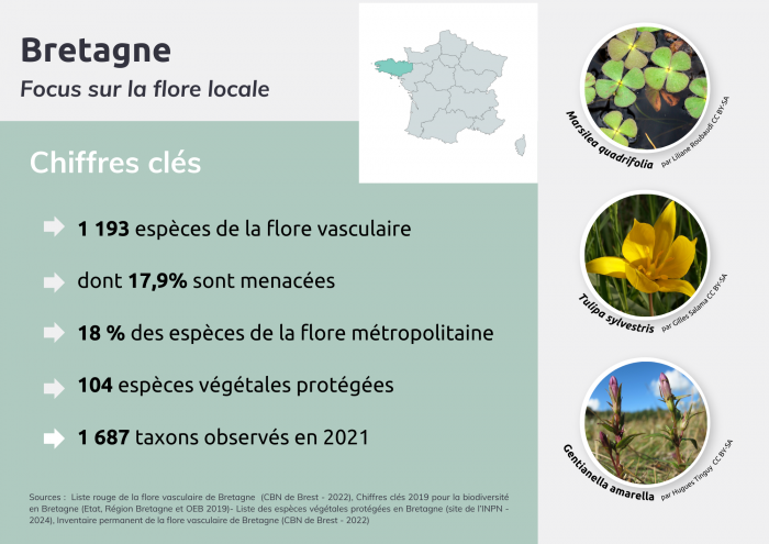 Tour de France botanique - Flore de Bretagne