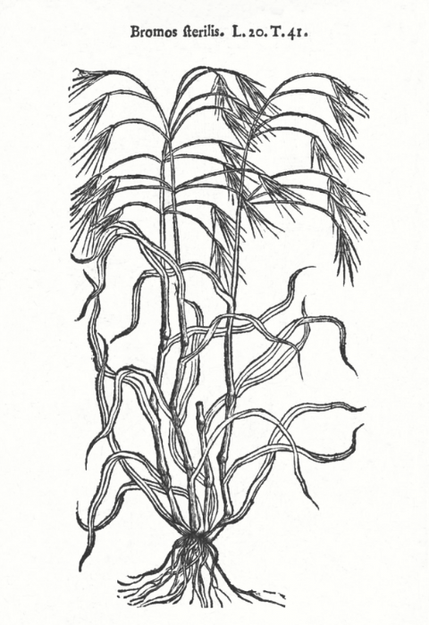 <I>Bromos sterilis</I>, Mathias de L’Obel (Icones, 1591, 1 : 32)