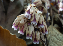 Monotropis odorata, ces les fleurs colorées sont cachées dans des bractées sèches au couleur des feuilles mortes, se fondant ainsi dans la litière du sol