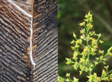 Récolte de sève de l'hévéa (Hevea brasiliensis (Willd. ex A.Juss.) Müll.Arg.) à gauche et fleurs de l'arbre à droite