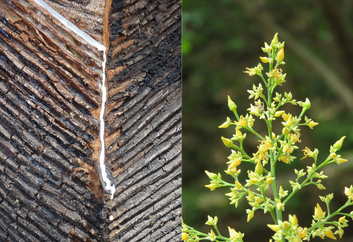Récolte de sève de l'hévéa (Hevea brasiliensis (Willd. ex A.Juss.) Müll.Arg.) à gauche et fleurs de l'arbre à droite, Wikimédia commons CC-BY-SA