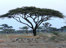 Acacia faux-gommier (Vachellia tortilis (Forssk.) Hayne) qui est l'espèce de l'arbre du Ténéré