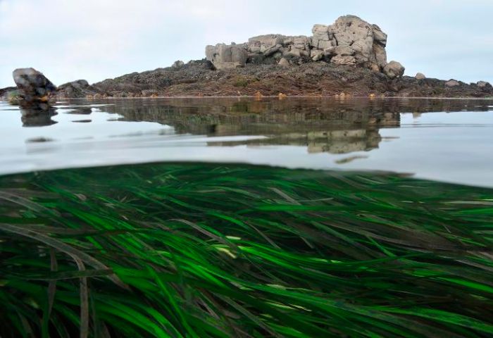 Zostère marine (<i>Zostera marina </i> L.), photo par Dugornay Olivier, CC-BY 4.0