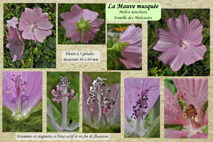 Mauve-musquee_2-scaled