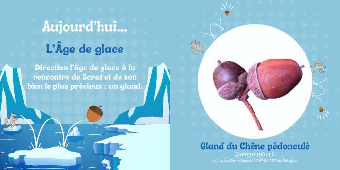Textes et illustrations par Tela Botanica CC BY-SA 3.0. - Images Canva et photos Tela Botanica.
