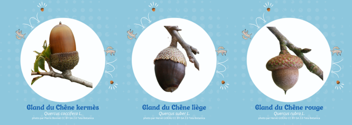 Textes et illustrations par Tela Botanica CC BY-SA 3.0. - Images Canva et photos Tela Botanica.