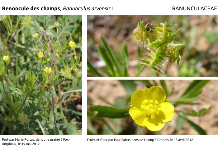 renoncule des champs