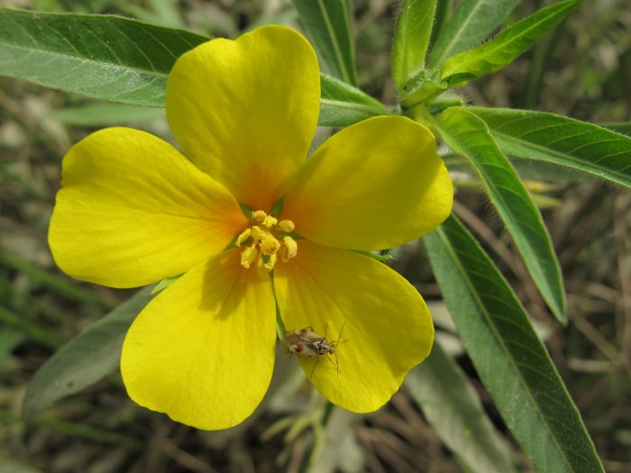 Ludwigia grandiflora (Michx.) Greuter & Burdet par Hugues Tinguy