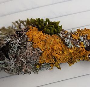 lichen