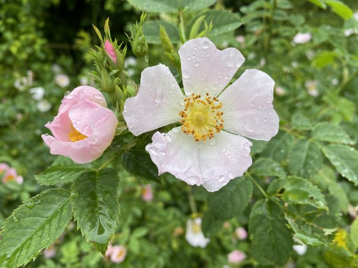 Eglantier fleur Sologne