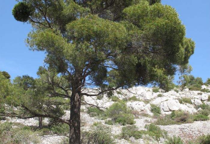 Pinus halepensis Mill.