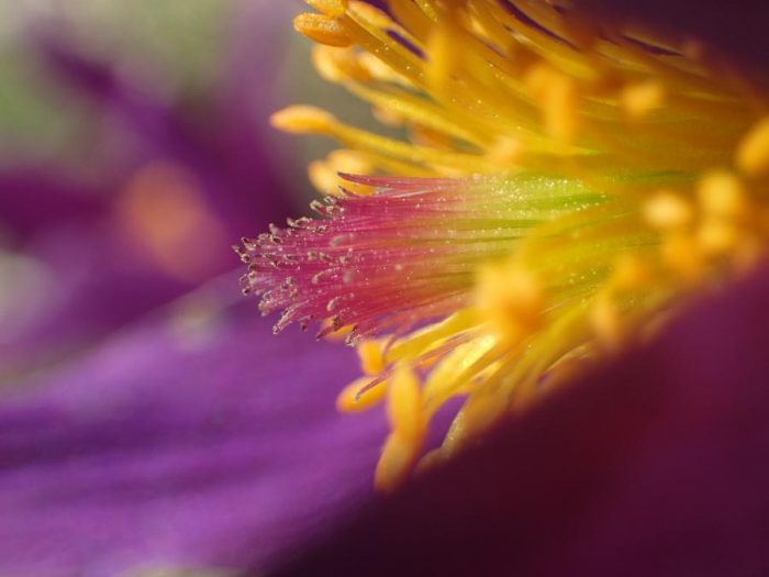 Pulsatilla vulgaris Mill. [1768] par Matthieu Gauvain CC BY-SA 2.0 Tela Botanica