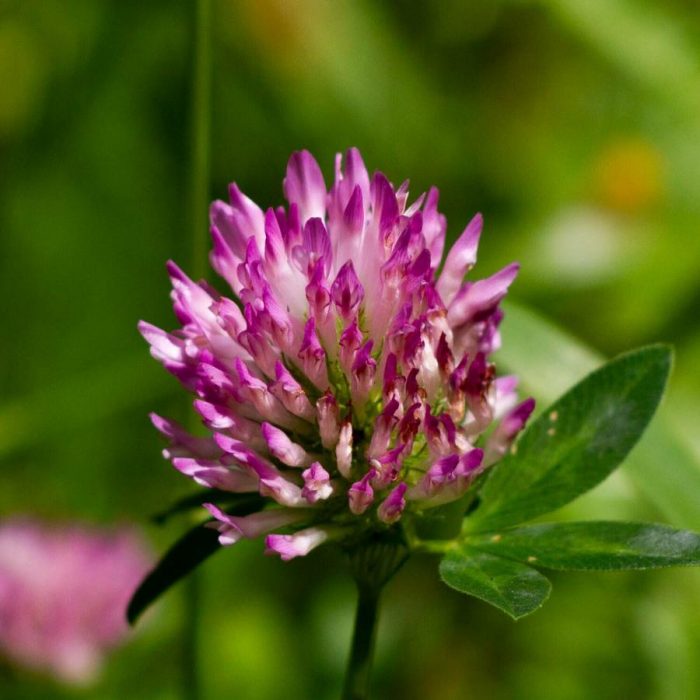 Trifolium pratense L. [1753] par aurelielamotte CC BY-SA 2.0 Tela Botanica