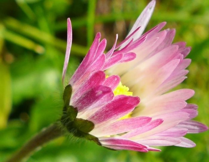 Bellis par sylvie Merien CC BY-SA 2.0 Tela Botanica