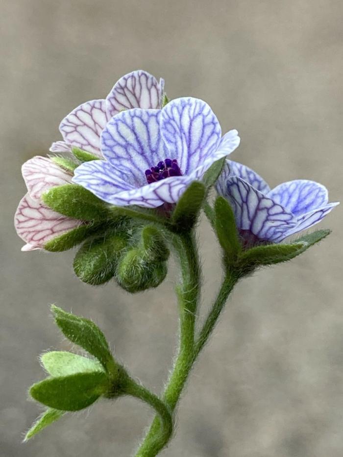 Cynoglossum creticum Mill. [1768] par DominikR CC BY-SA 2.0 Tela Botanica