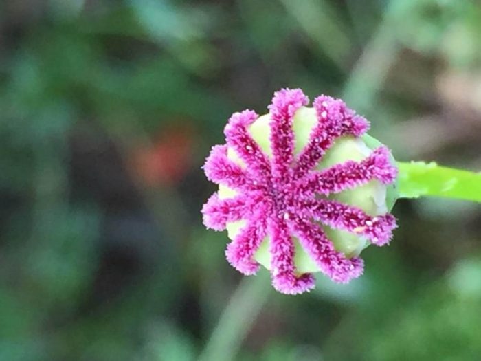 Papaver rhoeas L. [1753] par Marie-Louise Ferraro CC BY-SA 2.0 Tela Botanica