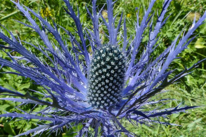 Eryngium alpinum L. [1753] par Jean-Louis Gitton CC BY-SA 2.0 Tela Botanica