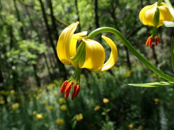 Lilium pyrenaicum Gouan [1773] par France Rosmann CC BY-SA 2.0 Tela Botanica