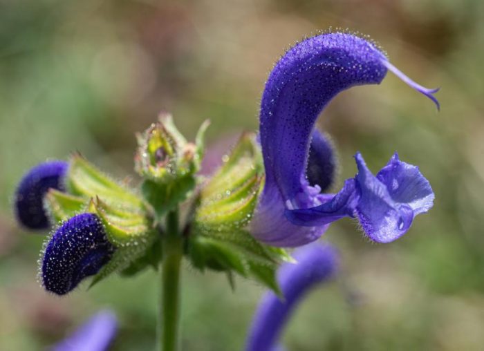 Salvia pratensis L. [1753] par Christine Barbet CC BY-SA 2.0 Tela Botanica
