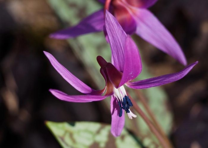 Erythronium dens-canis L. [1753] par Christine Barbet CC BY-SA 2.0 Tela Botanica