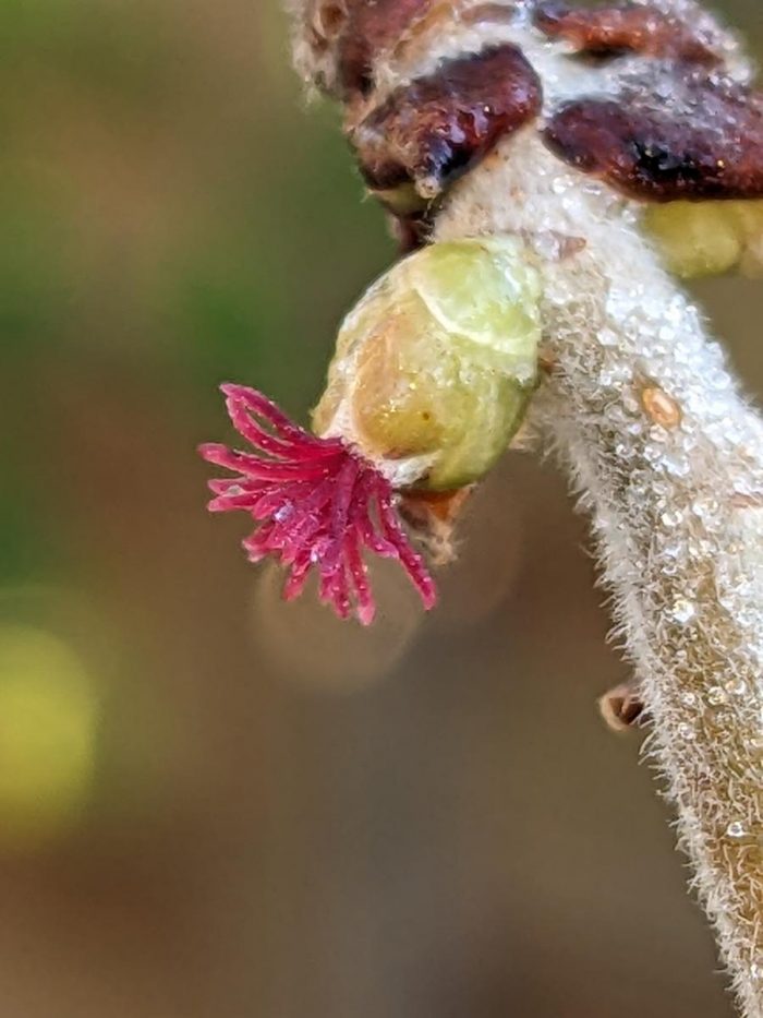 Corylus avenalla par Sonja Laubscher CC BY-SA 2.0 Tela Botanica