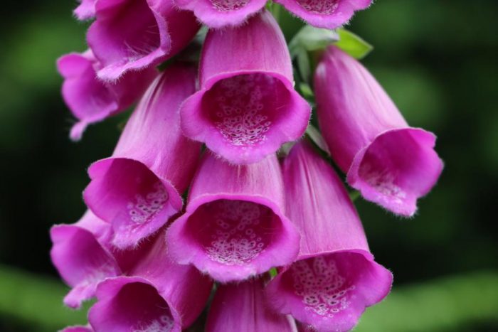 Digitalis purpurea L. [1753] par Gisèle Arliguie CC BY-SA 2.0 Tela Botanica